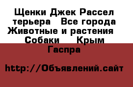 Щенки Джек Рассел терьера - Все города Животные и растения » Собаки   . Крым,Гаспра